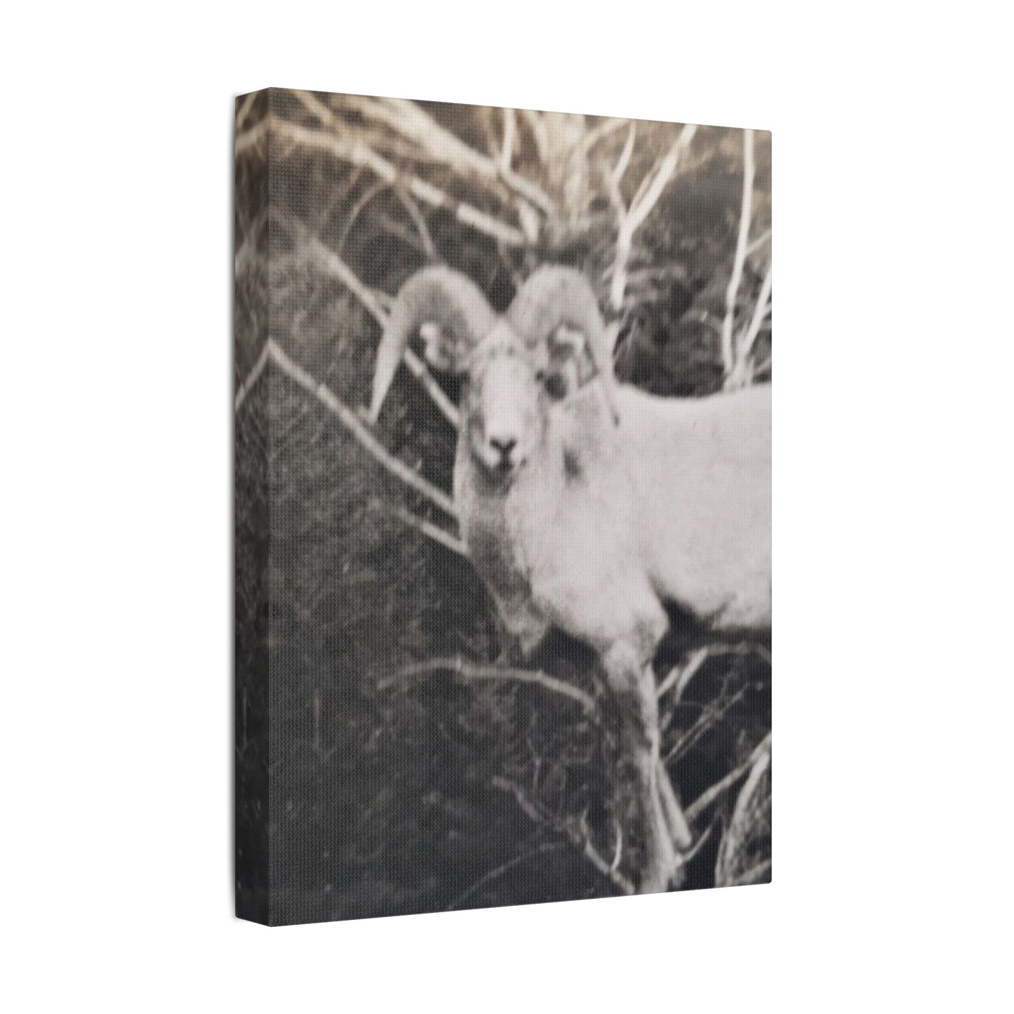 Yellowstone Big Horn Sheep Satin Canvas, Stretched