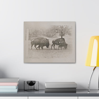 Buffalo at Redwood Falls Canvas Gallery Wraps 20″ x 16″ 1.25"