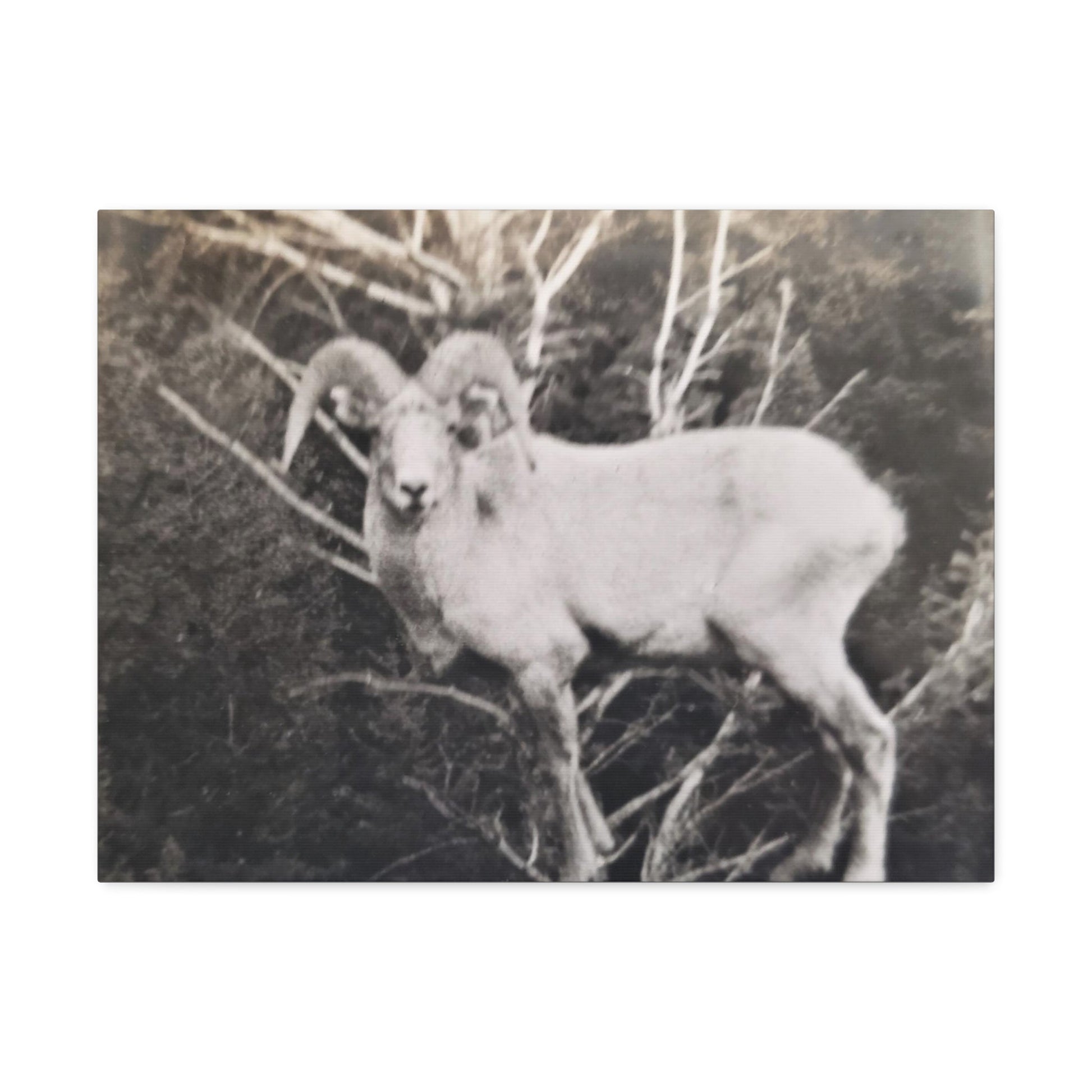 Yellowstone Big Horn Sheep Stretched Canvas