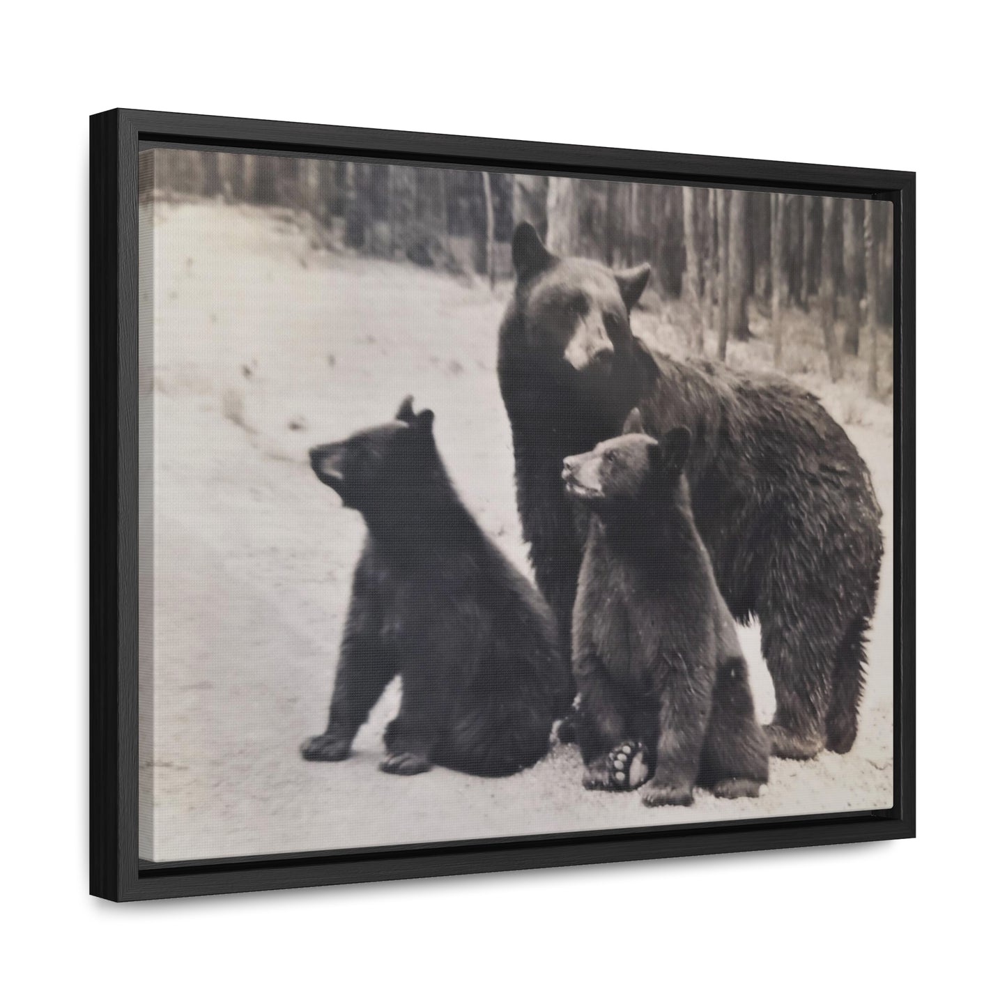 Yellowstone Black Bears Gallery Canvas Wraps, Horizontal Frame