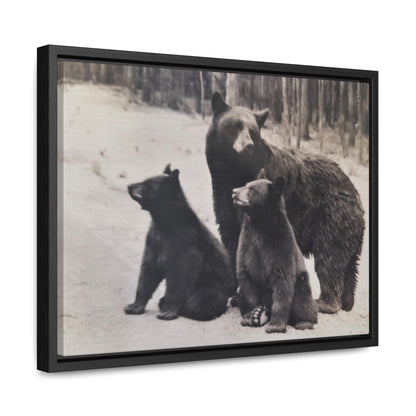 Yellowstone Black Bears Gallery Canvas Wraps