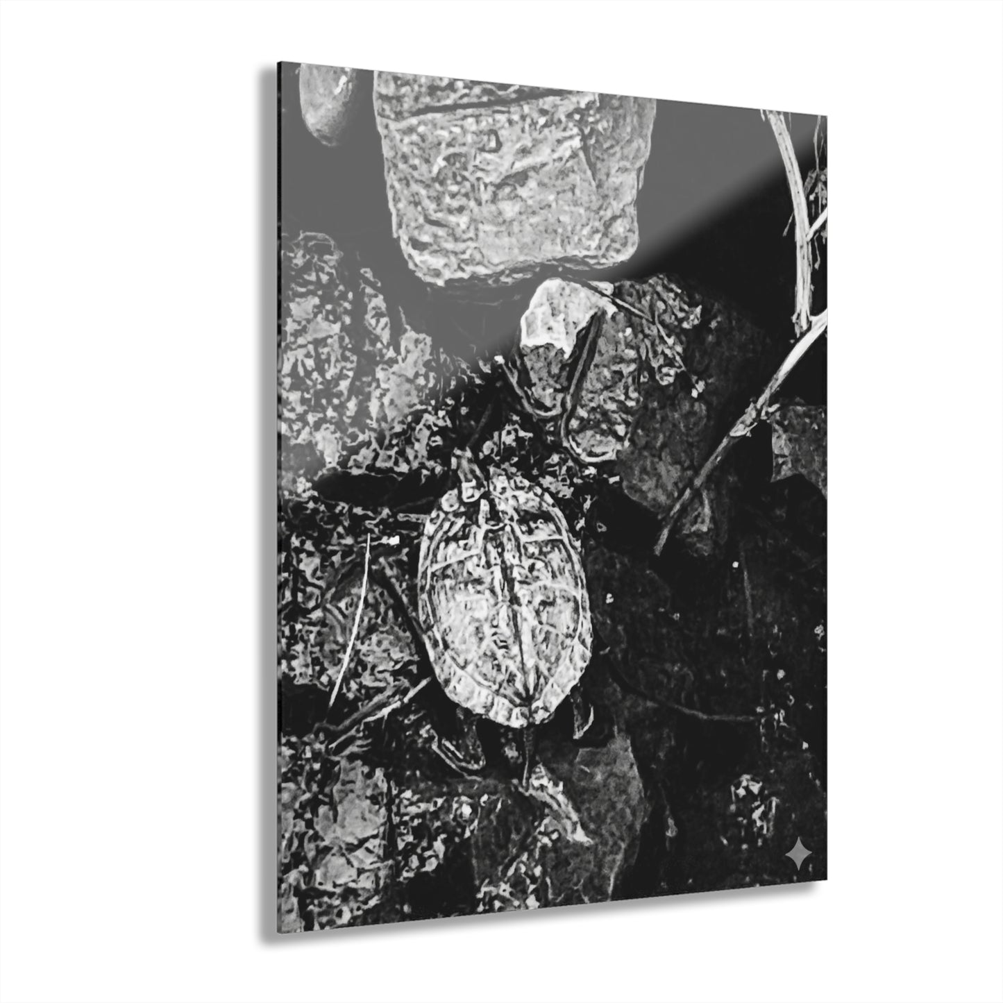 Black & White Turtle Macro Acrylic Print — Modern Nature Wall Art French Cleat Hanging - 16″ x 20″ (Vertical) 0.25'' - Home Decor