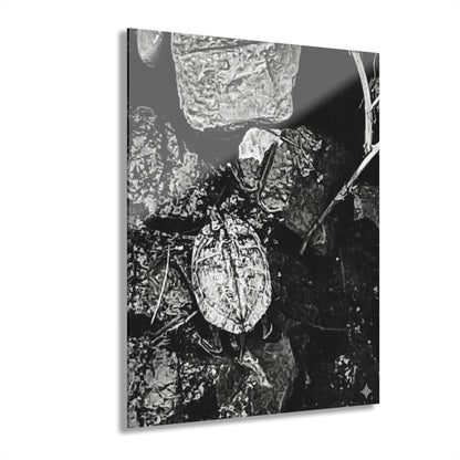 Black & White Turtle Macro Acrylic Print — Modern Nature Wall Art French Cleat Hanging - 16″ x 20″ (Vertical) 0.25'' - Home Decor