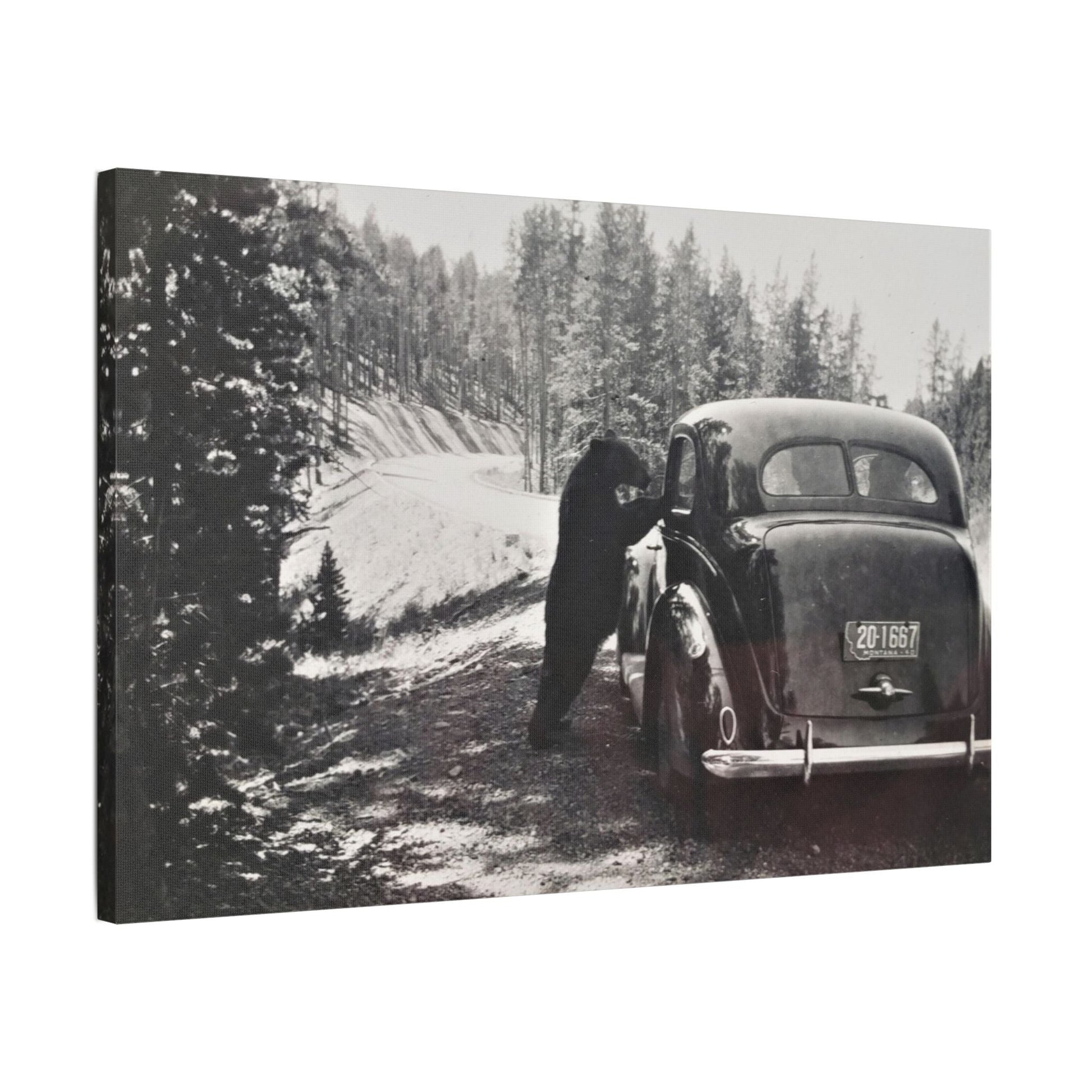Yellowstone Bear Car Satin Canvas Stretched