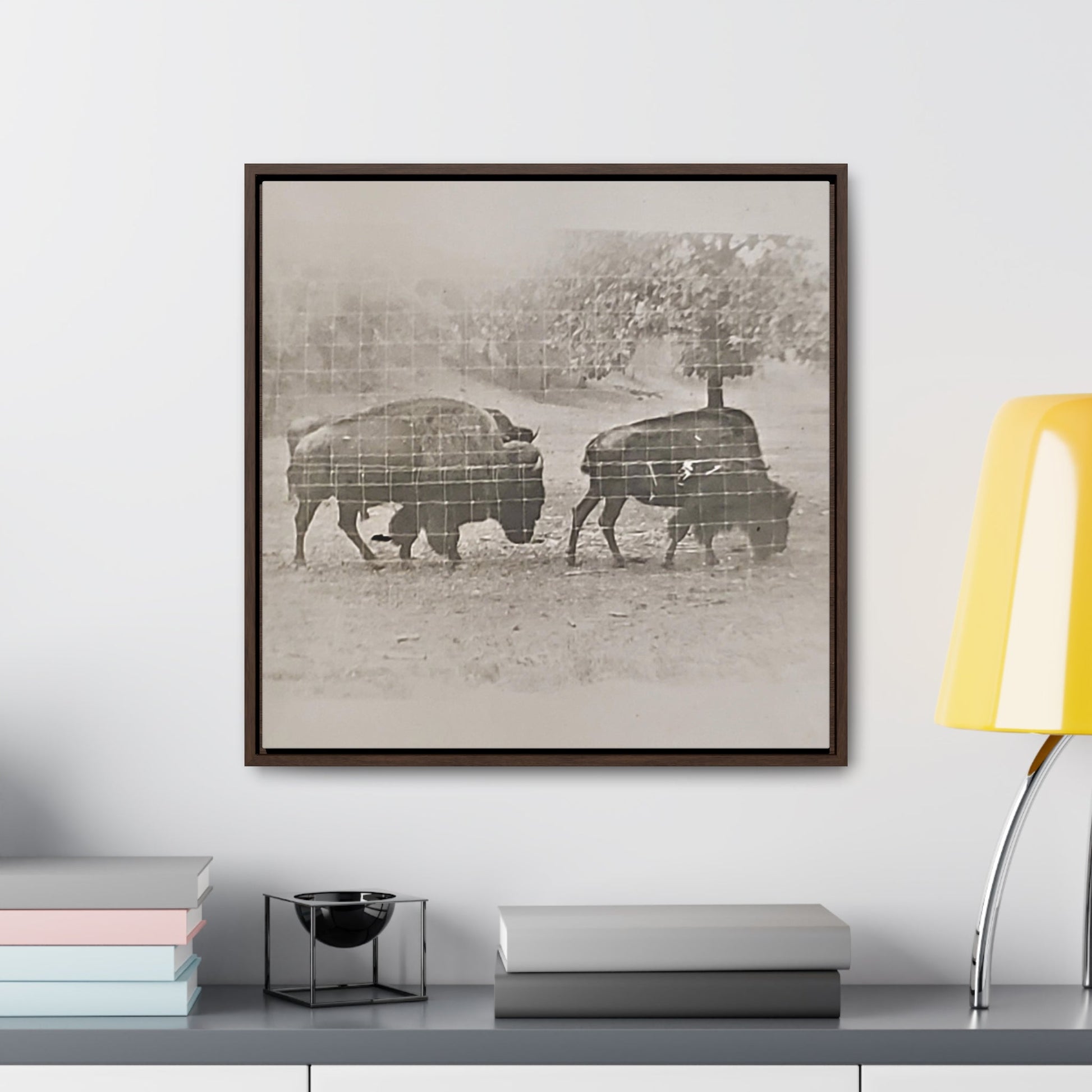 Buffalo at Redwood Falls Gallery Canvas Wraps Square Frame 20″ x 20″ Premium Gallery Wraps (1.25″) Walnut