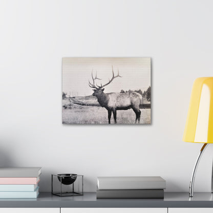 Yellowstone Bull Elk Canvas Gallery Wraps 16″ x 12″ 1.25"