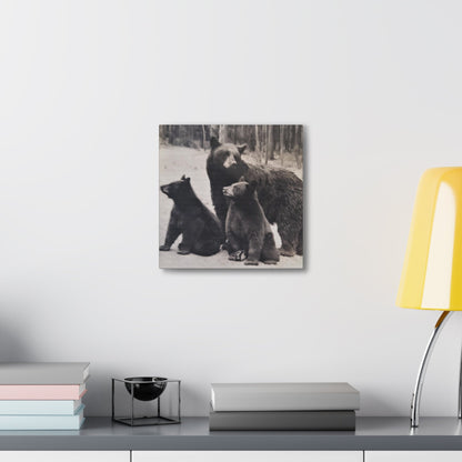 Yellowstone Black Bears Canvas Gallery Wraps 12″ x 12″ 1.25"