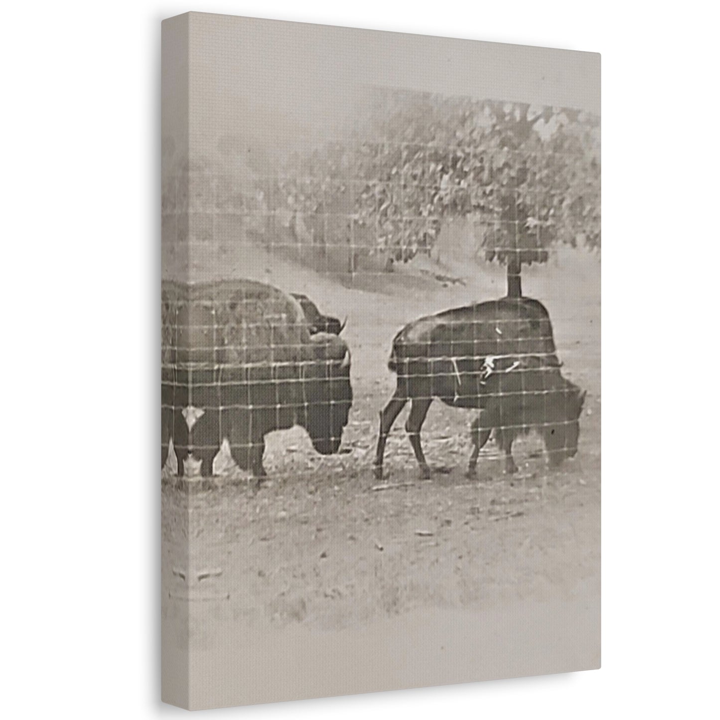 Buffalo at Redwood Falls Stretched Canvas