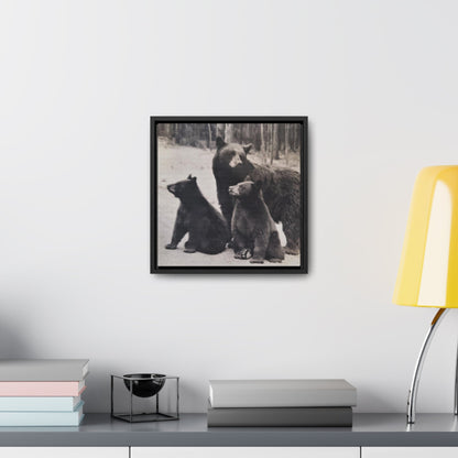 Yellowstone Black Bears Gallery Canvas Wraps Square Frame 12″ x 12″ Premium Gallery Wraps (1.25″) Black