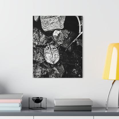 Black & White Turtle Macro Acrylic Print — Modern Nature Wall Art French Cleat Hanging - - Home Decor