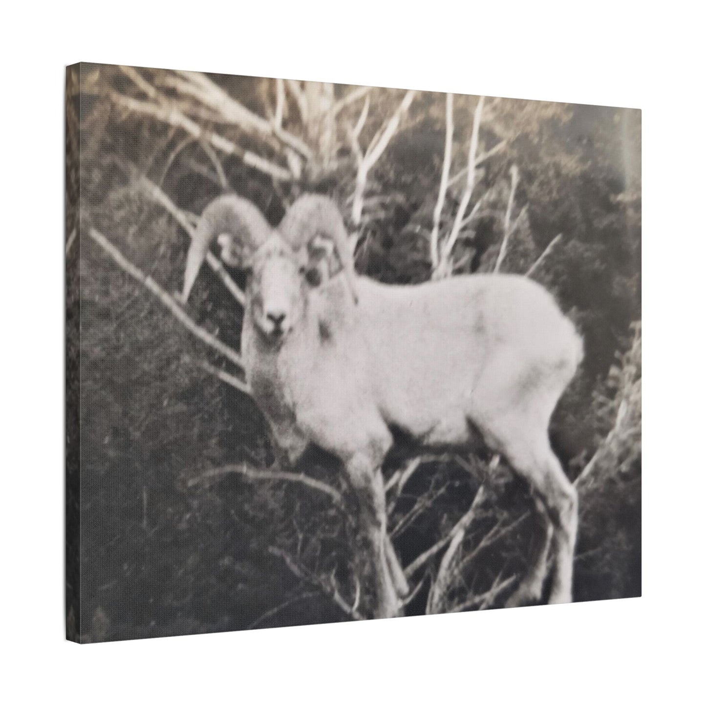 Yellowstone Big Horn Sheep Satin Canvas, Stretched