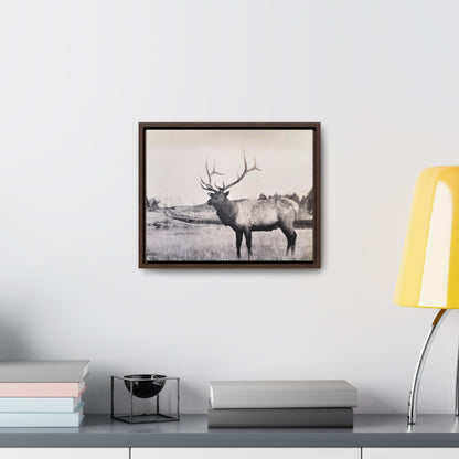 Yellowstone Bull Elk Gallery Canvas Wraps Horizontal Frame 14″ x 11″ Walnut Premium Gallery Wraps (1.25″)