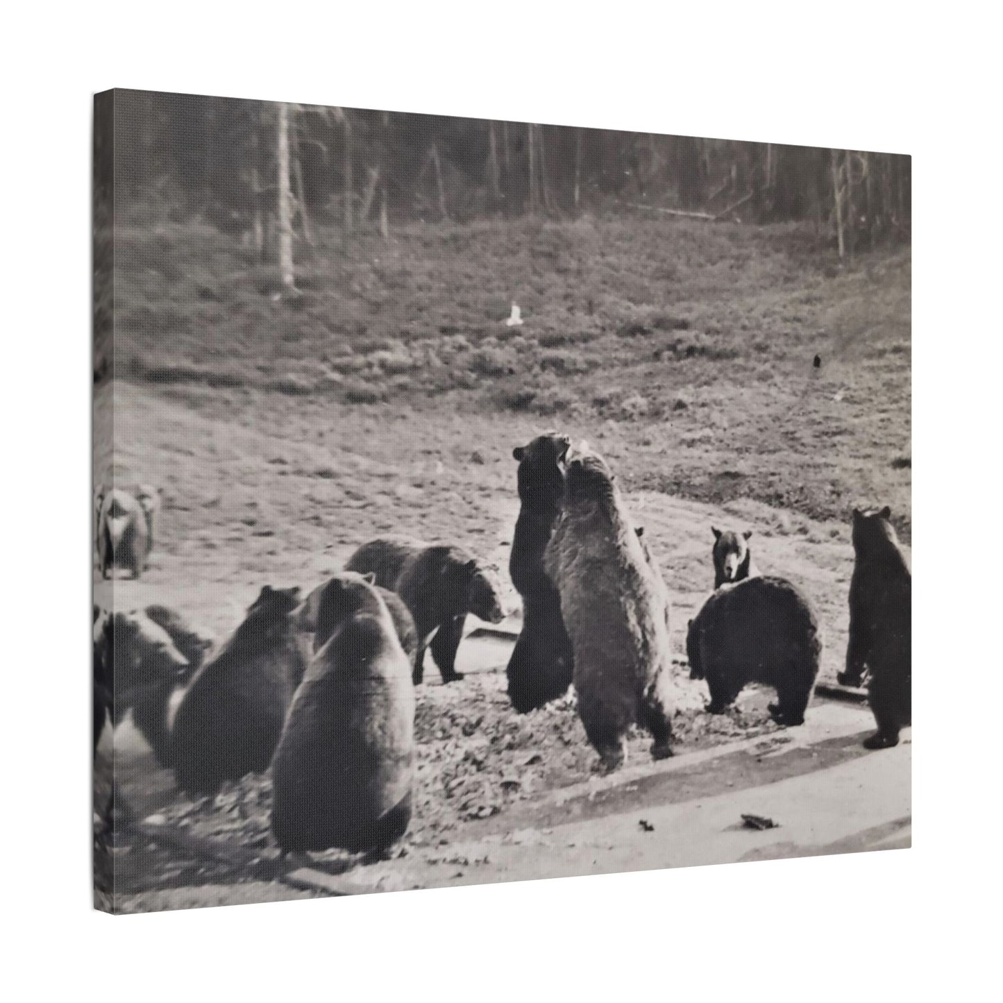 Yellowstone Grizzly Bears Satin Canvas, Stretched