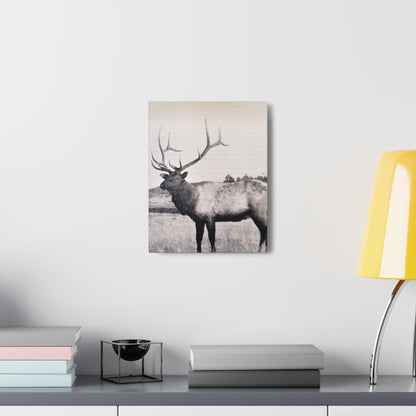 Yellowstone Bull Elk Canvas Gallery Wraps 11″ x 14″ 1.25"