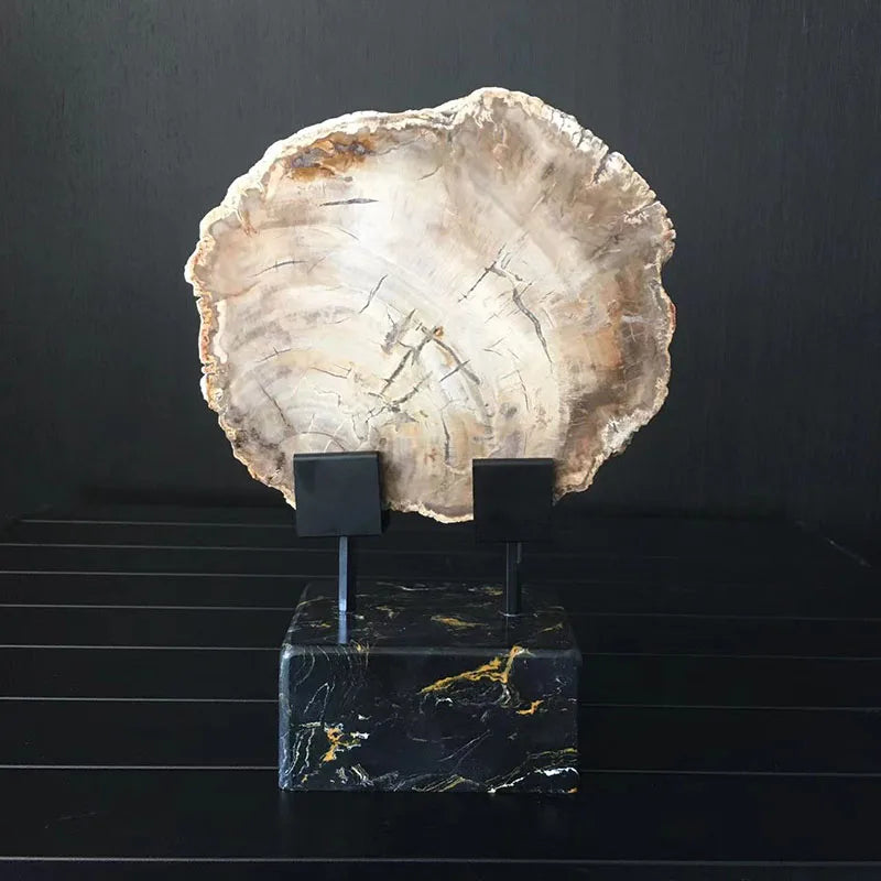 Natural Polished Wood Fossil Slab Rough Stone Slice, Petrified Wood Piece