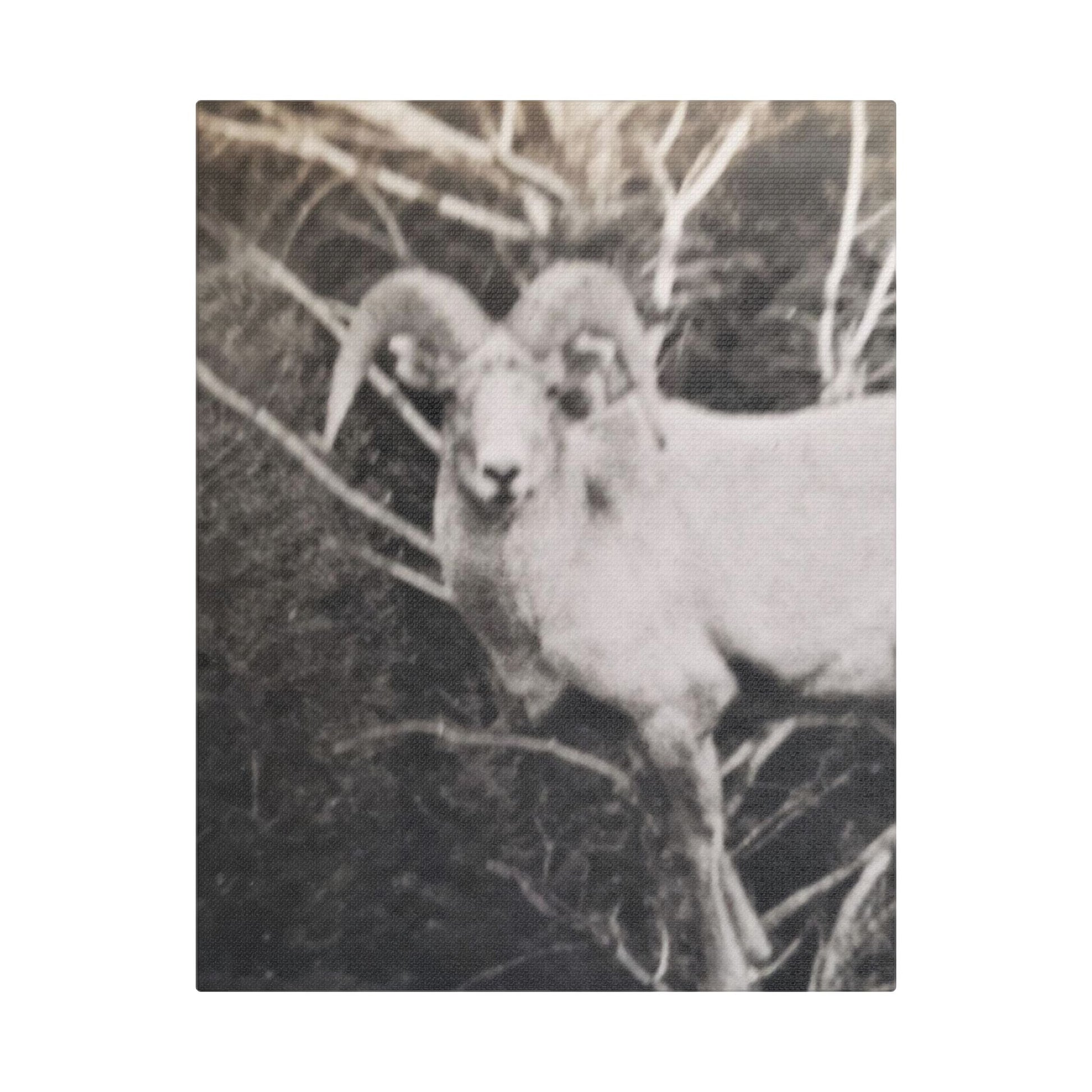 Yellowstone Big Horn Sheep Satin Canvas Stretched