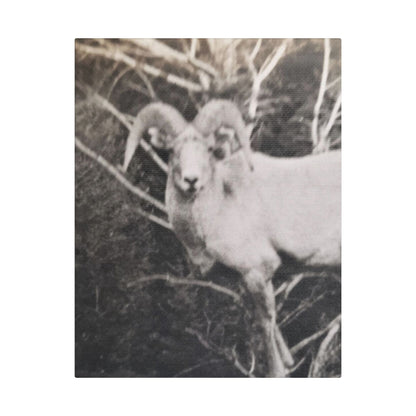 Yellowstone Big Horn Sheep Satin Canvas Stretched