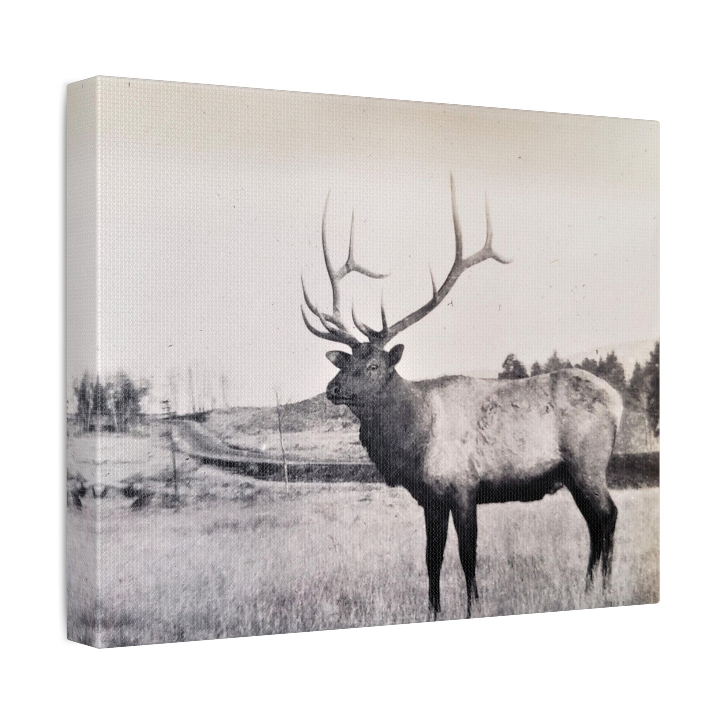 Yellowstone Bull Elk Stretched Canvas