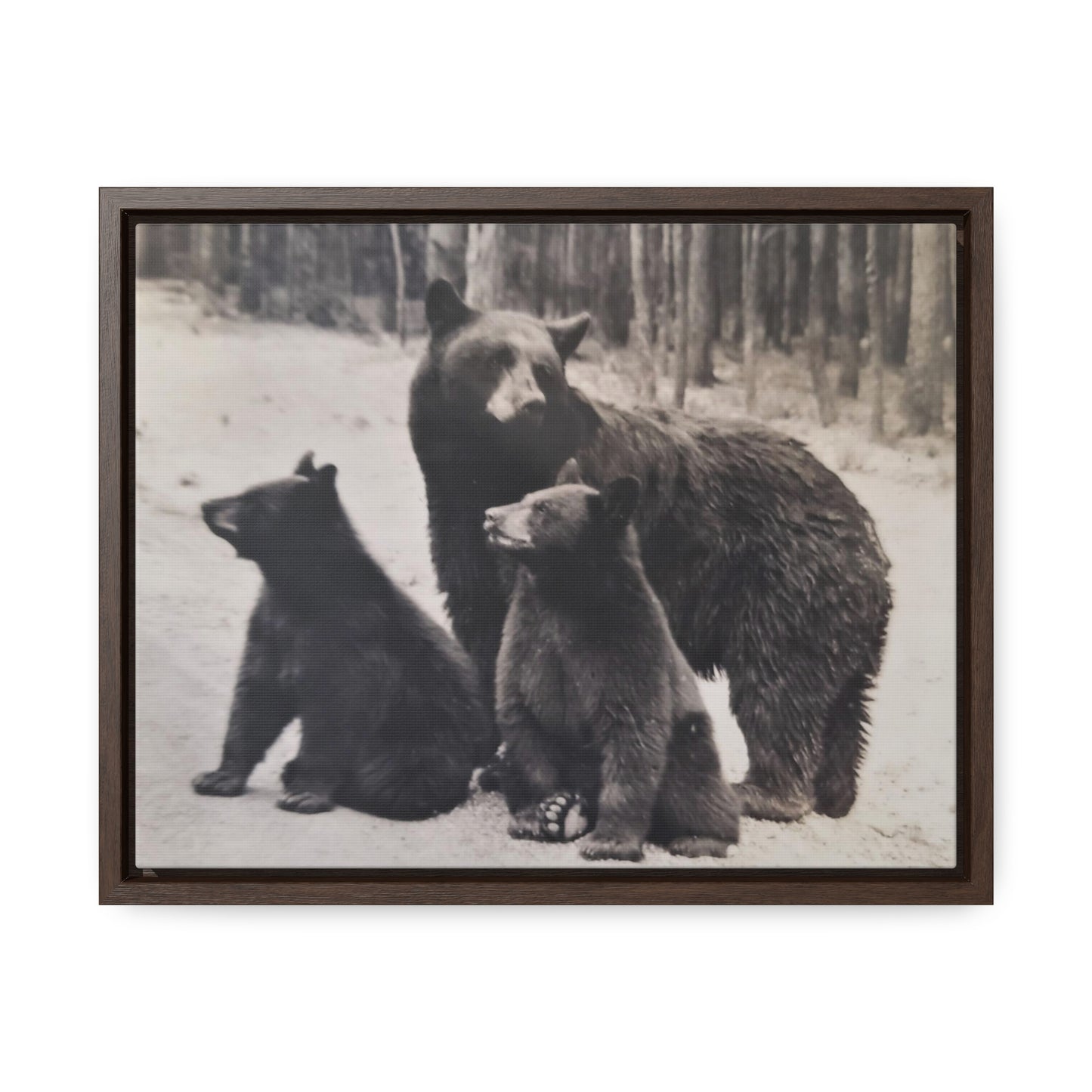 Yellowstone Black Bears Gallery Canvas Wraps, Horizontal Frame