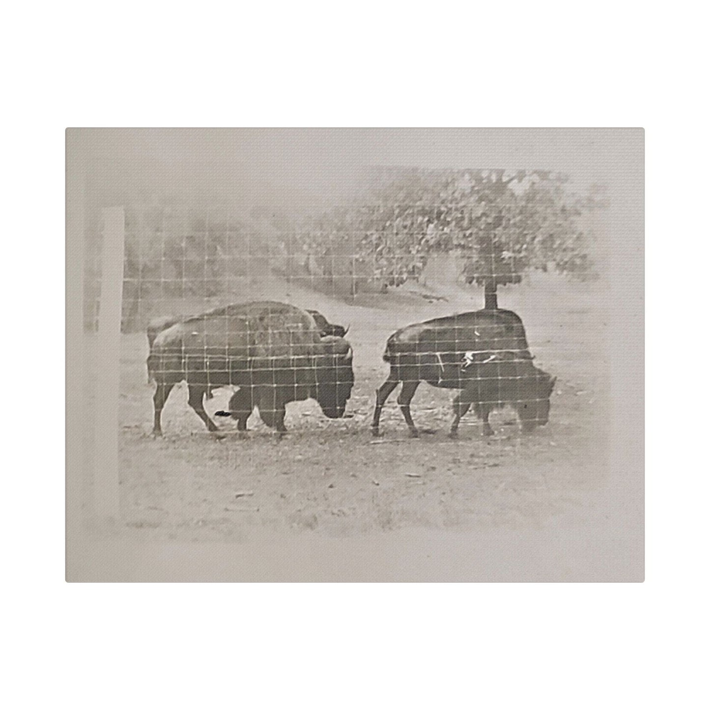 Buffalo at Redwood Falls Satin Canvas Stretched