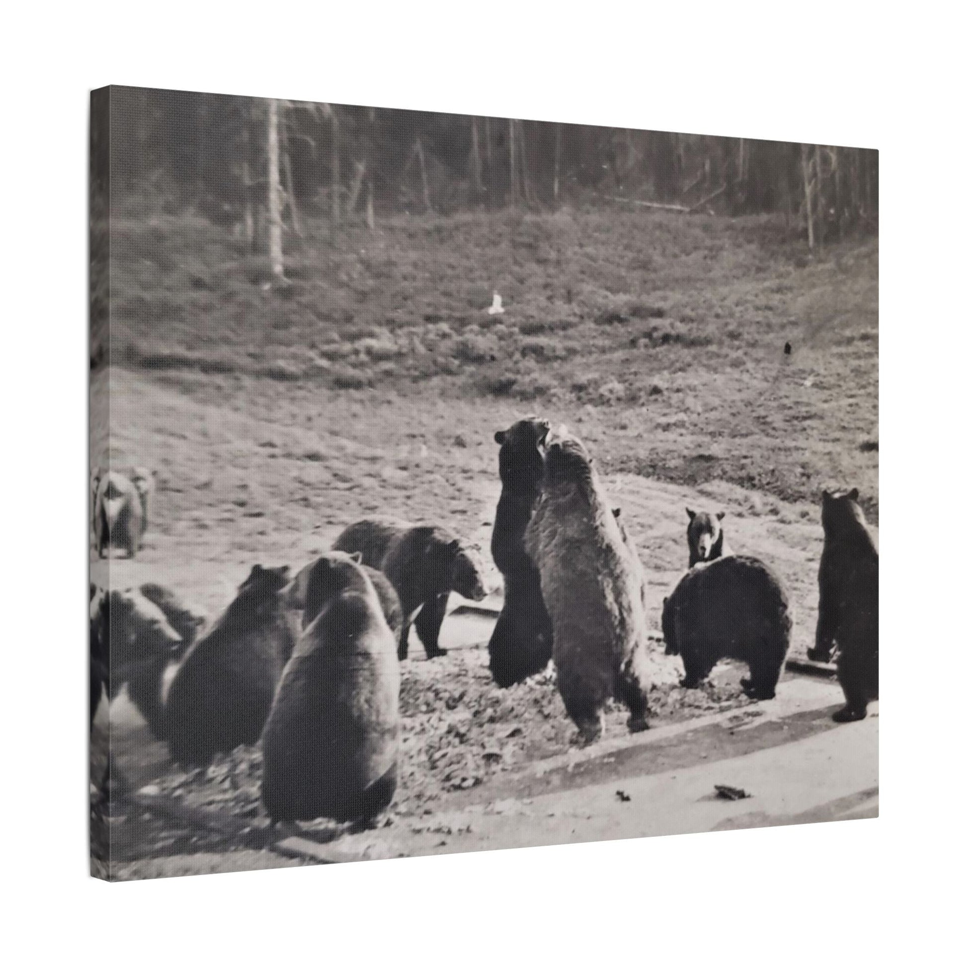 Yellowstone Grizzly Bears Satin Canvas Stretched