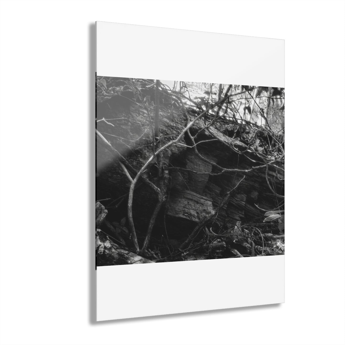 Black & White Forest Acrylic Print French Cleat Hang - - Home Decor