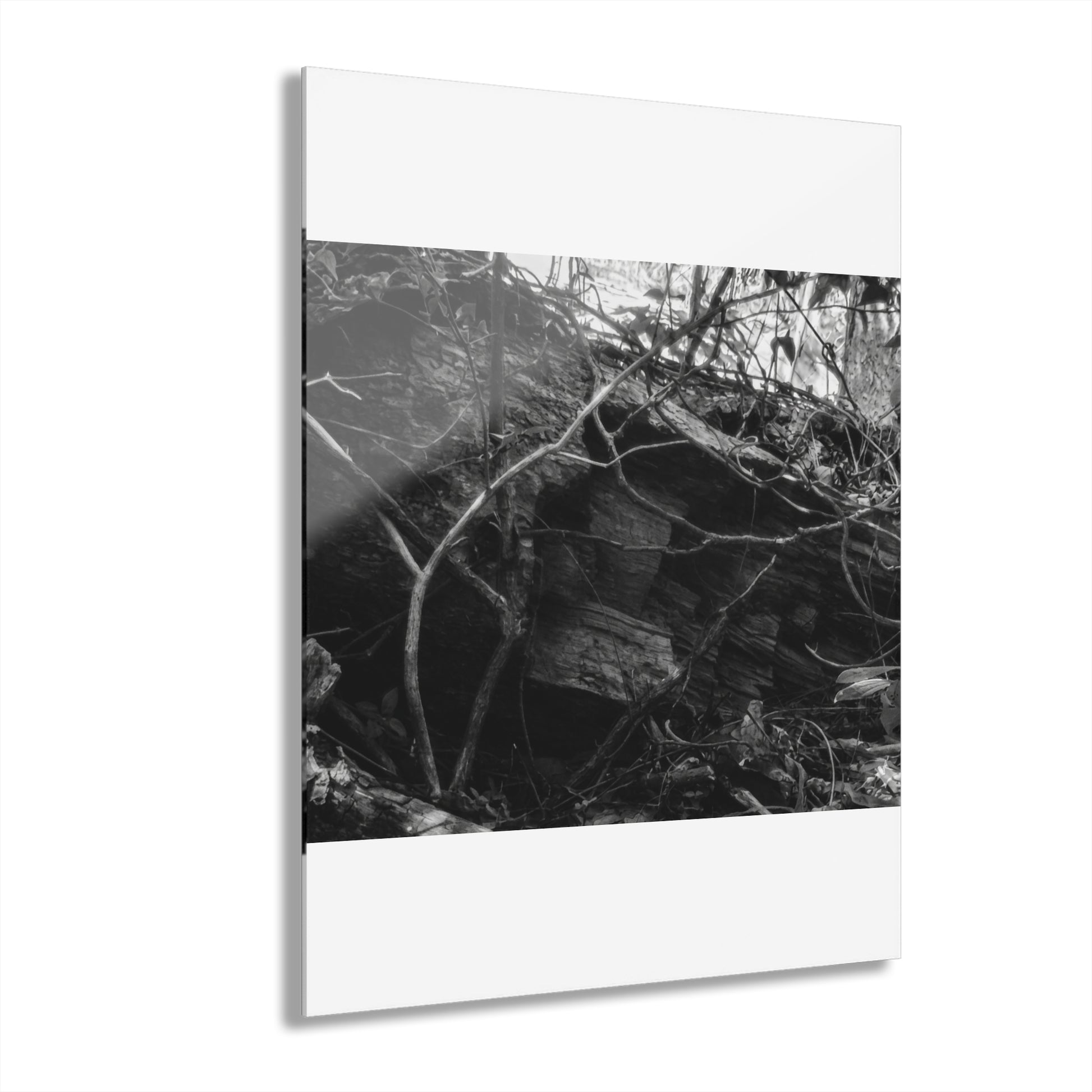 Black & White Forest Acrylic Print French Cleat Hang - - Home Decor