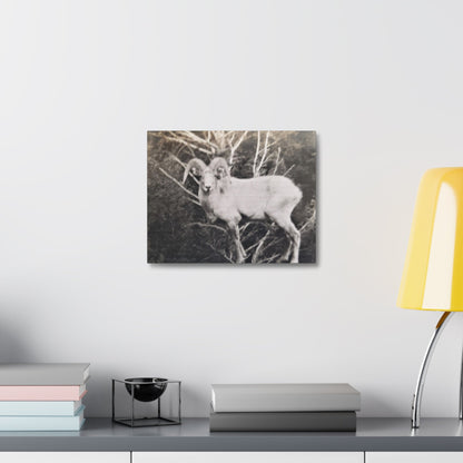Yellowstone Big Horn Sheep Stretched Canvas 1.5" 14″ x 11″