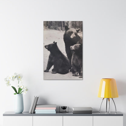 Yellowstone Black Bears Canvas Gallery Wraps 24″ x 36″ 1.25"