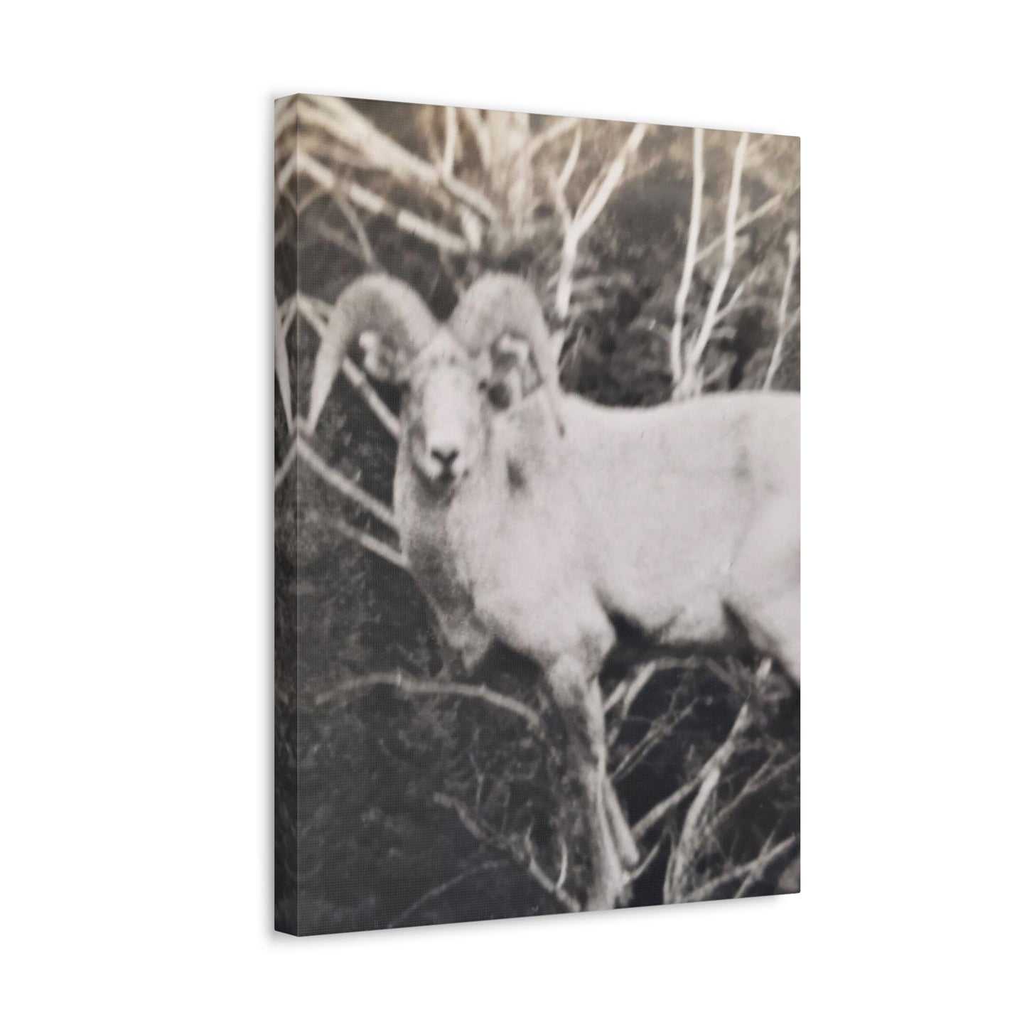Yellowstone Big Horn Sheep Stretched Canvas