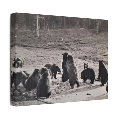 Yellowstone Grizzly Bears Satin Canvas, Stretched