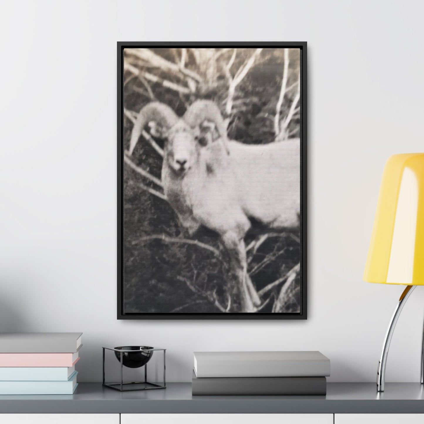 Yellowstone Big Horn Sheep Gallery Canvas Wraps Vertical Frame 16″ x 24″ Premium Gallery Wraps (1.25″) Black