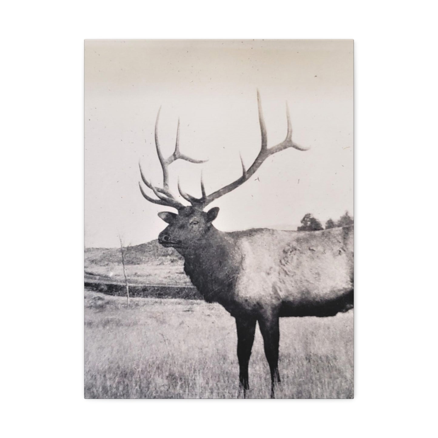 Yellowstone Bull Elk Stretched Canvas