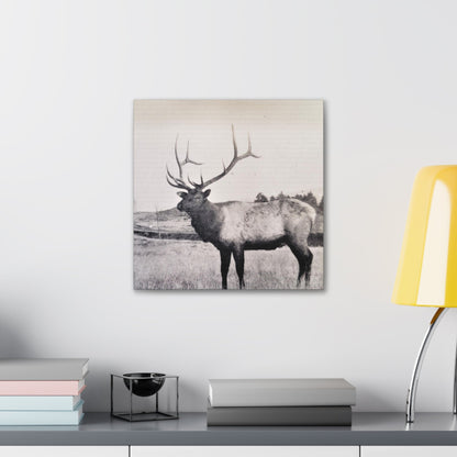 Yellowstone Bull Elk Canvas Gallery Wraps 16″ x 16″ 1.25"
