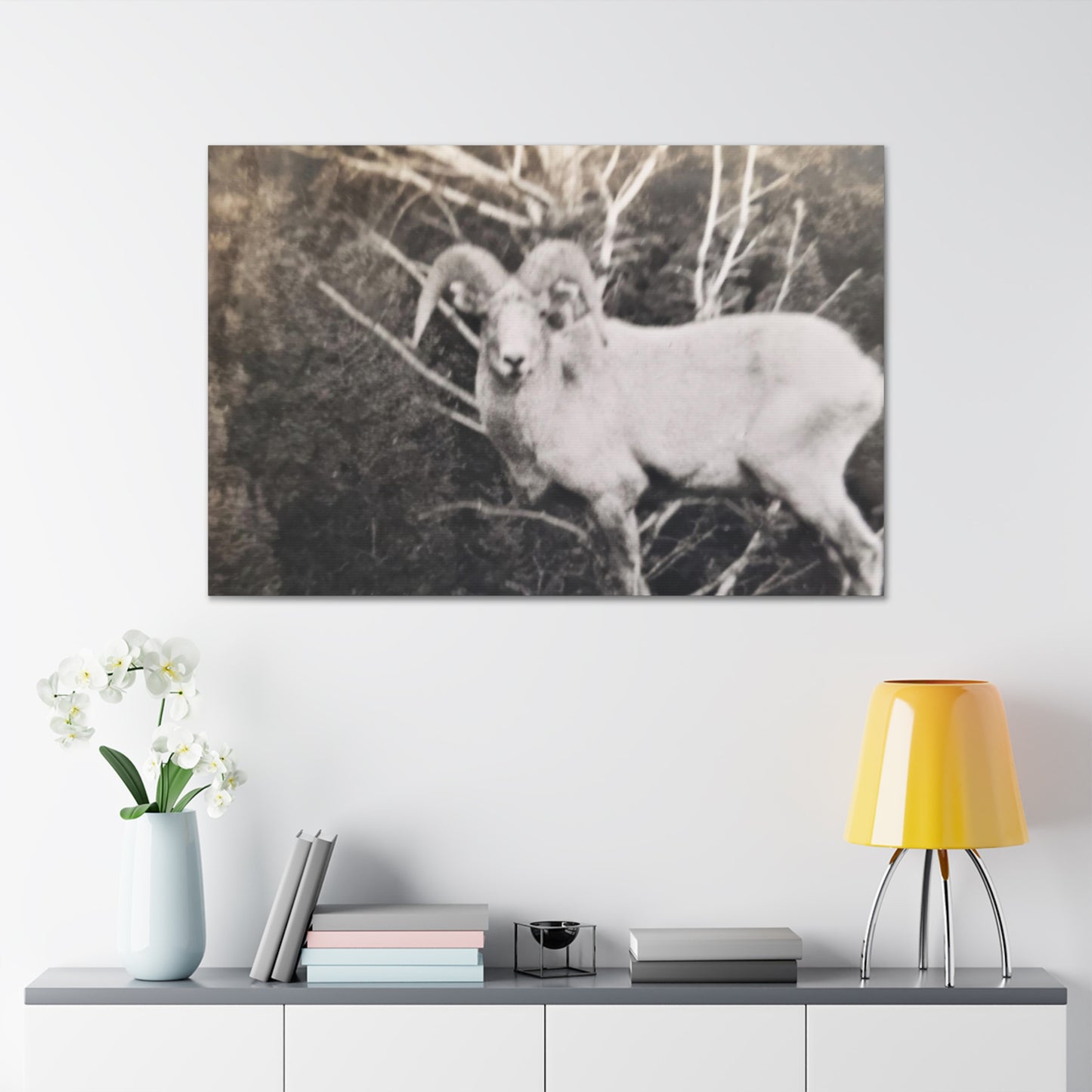 Yellowstone Big Horn Sheep Canvas Gallery Wraps