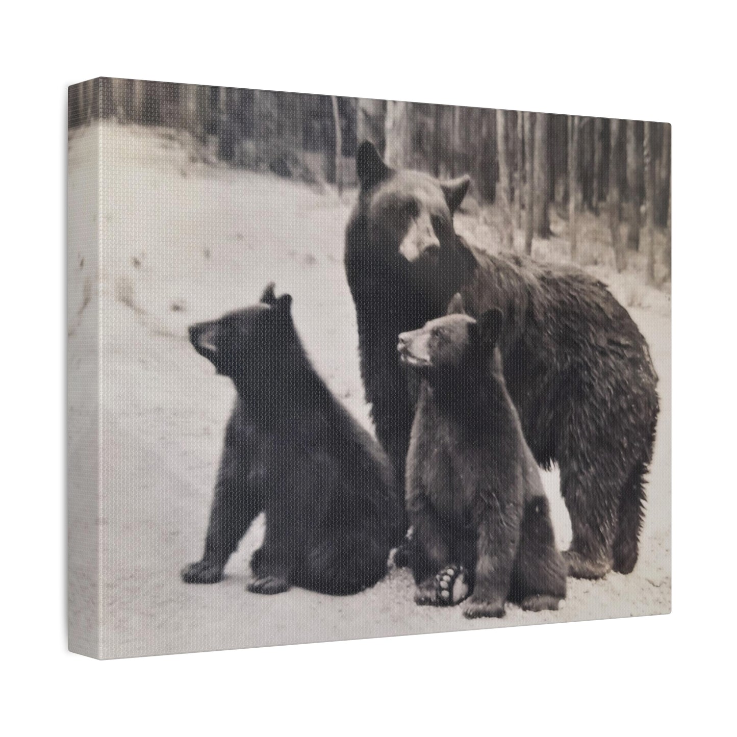 Yellowstone Black Bears Stretched Canvas