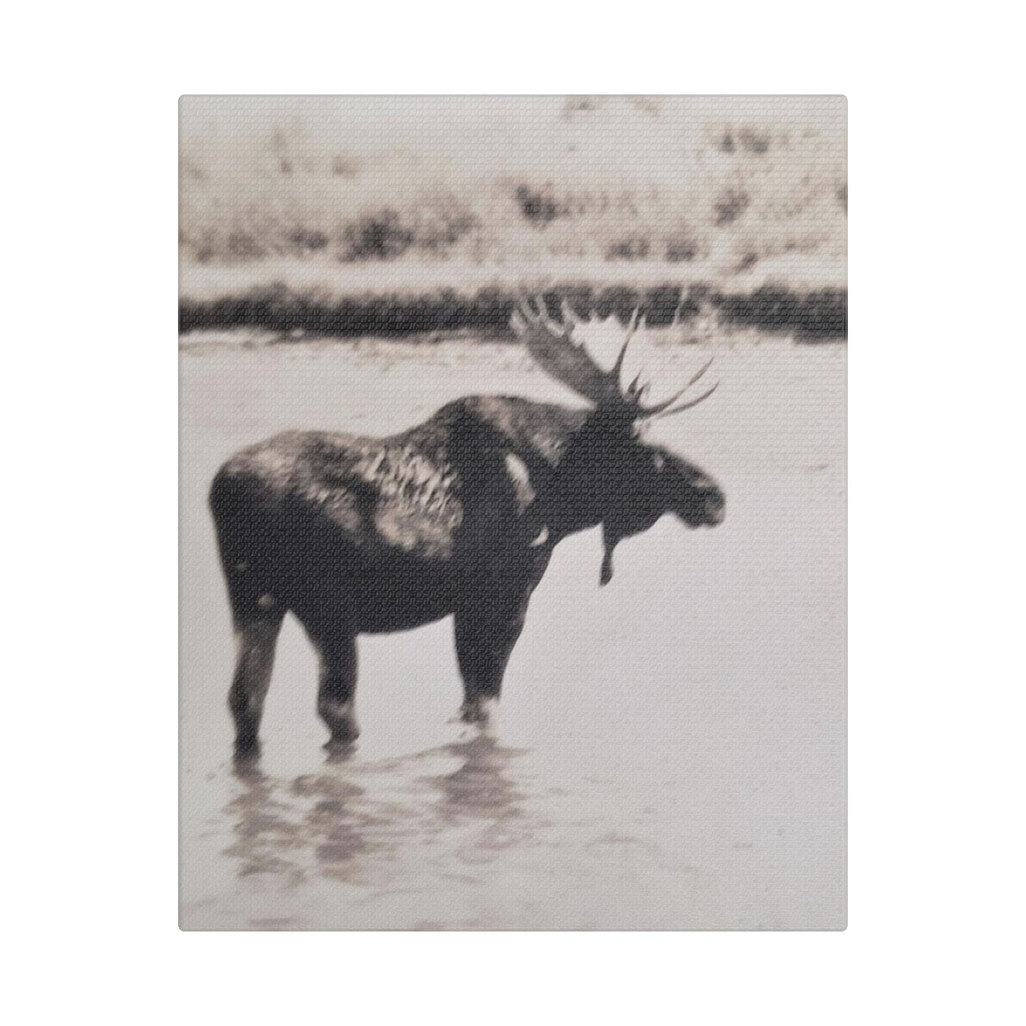 Yellowstone Bull Moose Satin Canvas, Stretched