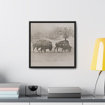 Buffalo at Redwood Falls Gallery Canvas Wraps Square Frame 16″ x 16″ Premium Gallery Wraps (1.25″) Black