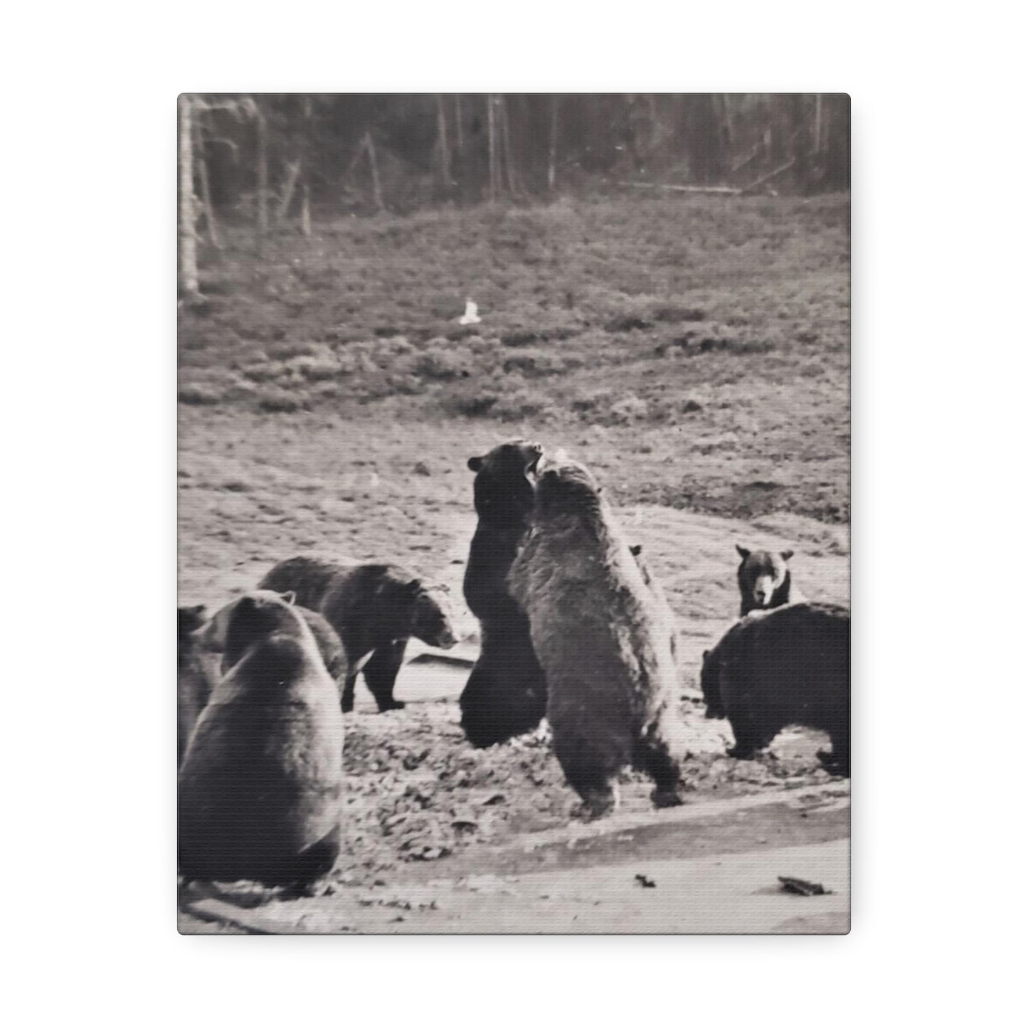 Yellowstone Grizzly Bears Stretched Canvas