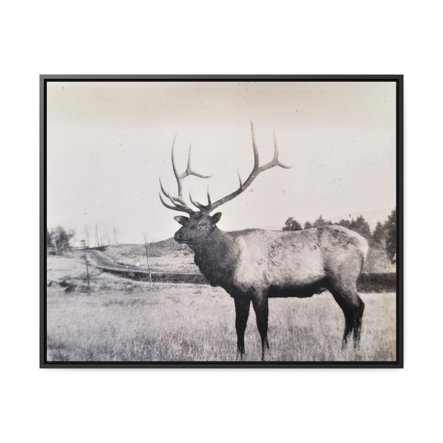 Yellowstone Bull Elk Gallery Canvas Wraps, Horizontal Frame