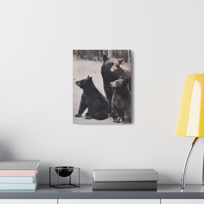 Yellowstone Black Bears Canvas Gallery Wraps 11″ x 14″ 1.25"