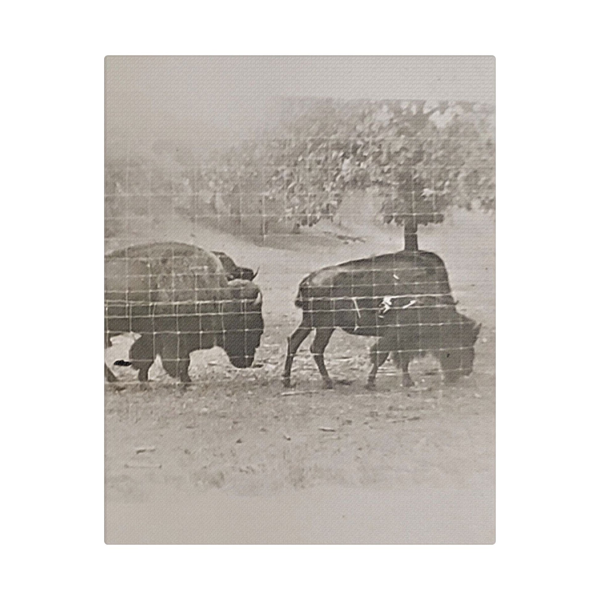 Buffalo at Redwood Falls Satin Canvas Stretched