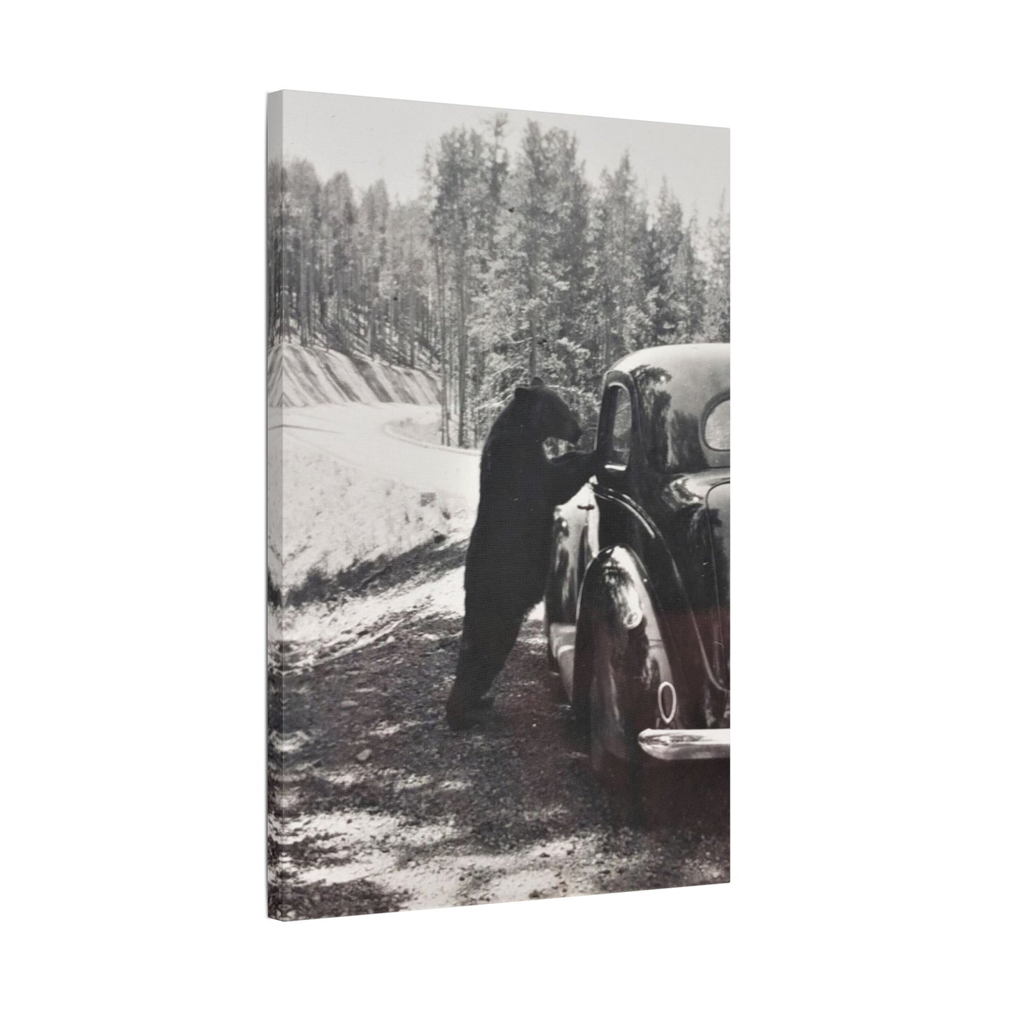 Yellowstone Bear Car Satin Canvas, Stretched