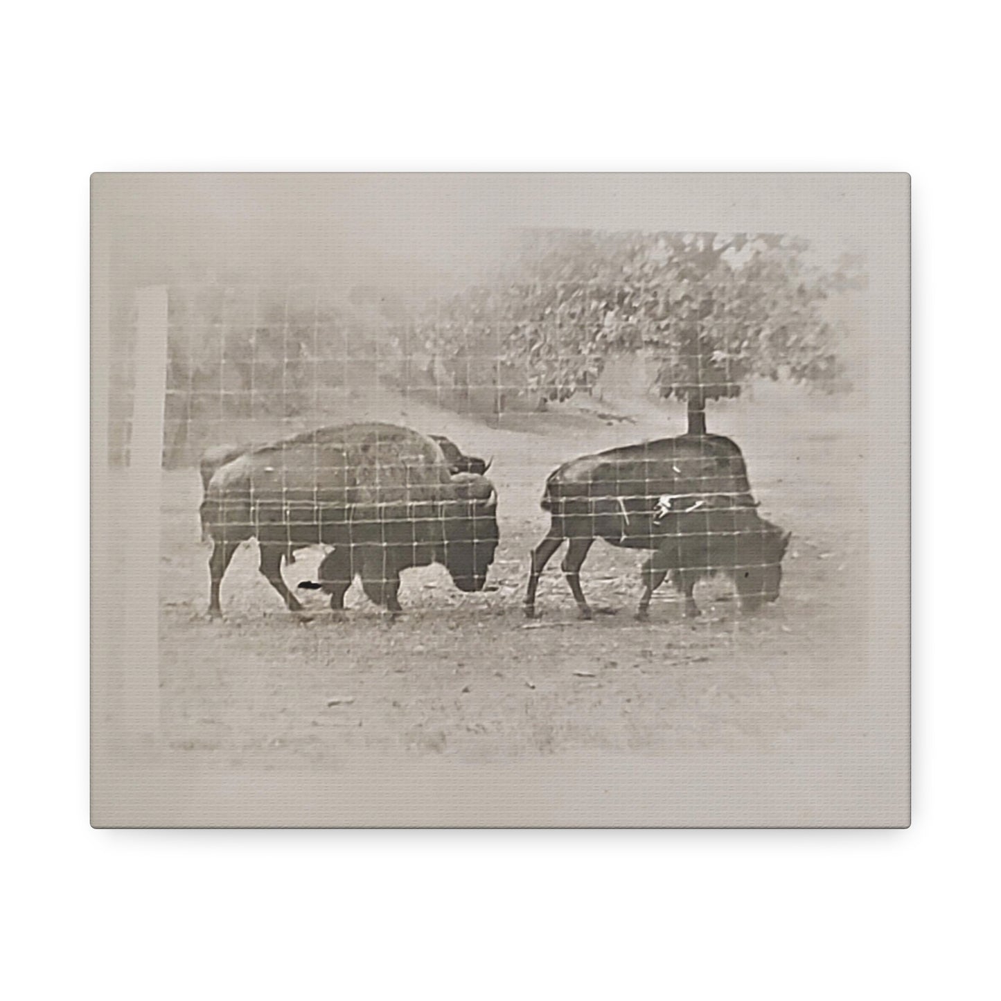 Buffalo at Redwood Falls Stretched Canvas