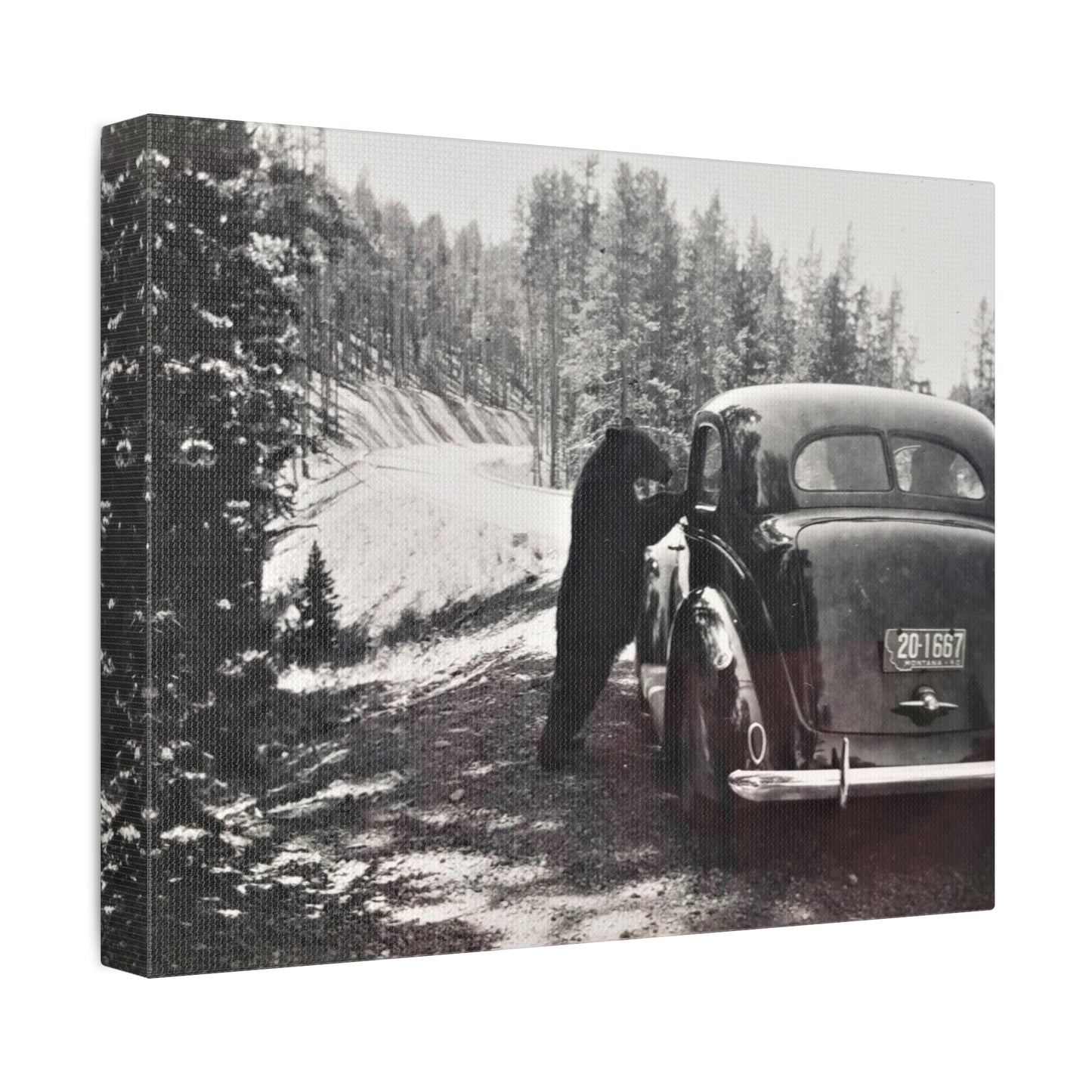 Yellowstone Bear Car Stretched Canvas