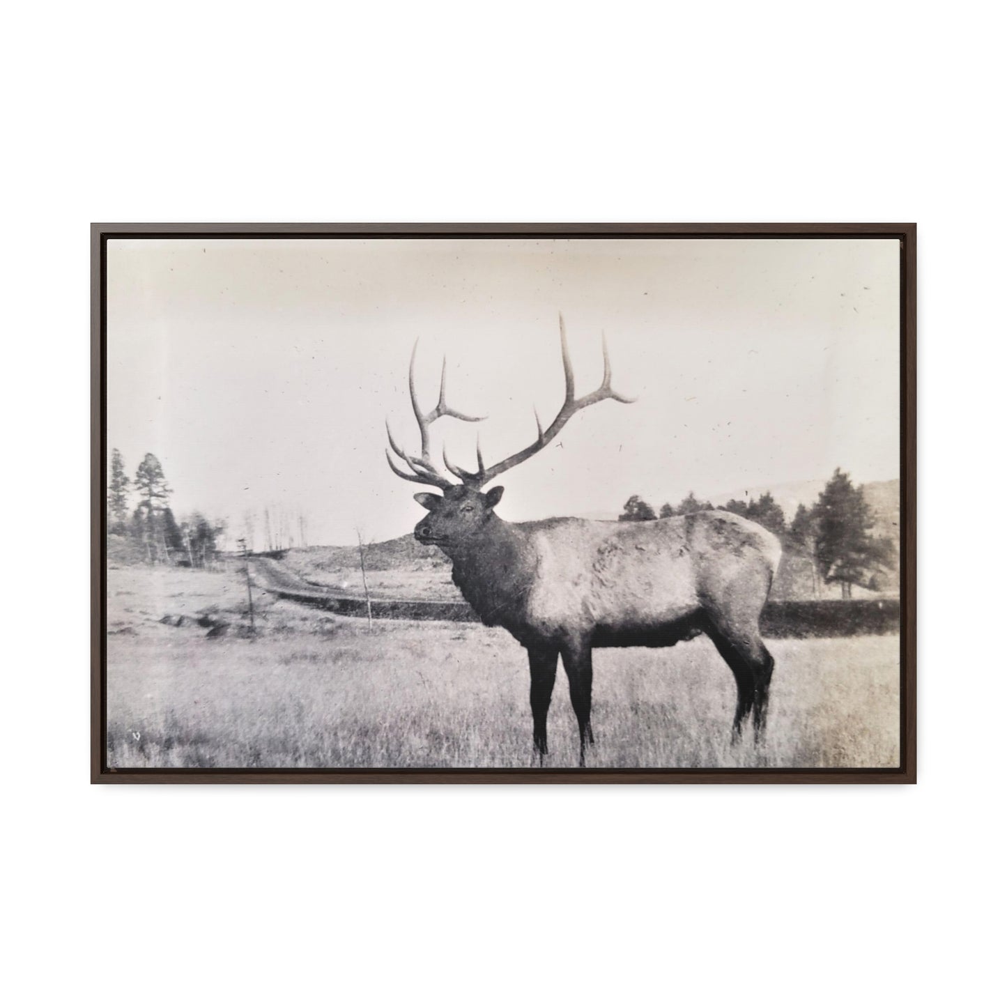 Yellowstone Bull Elk Gallery Canvas Wraps, Horizontal Frame