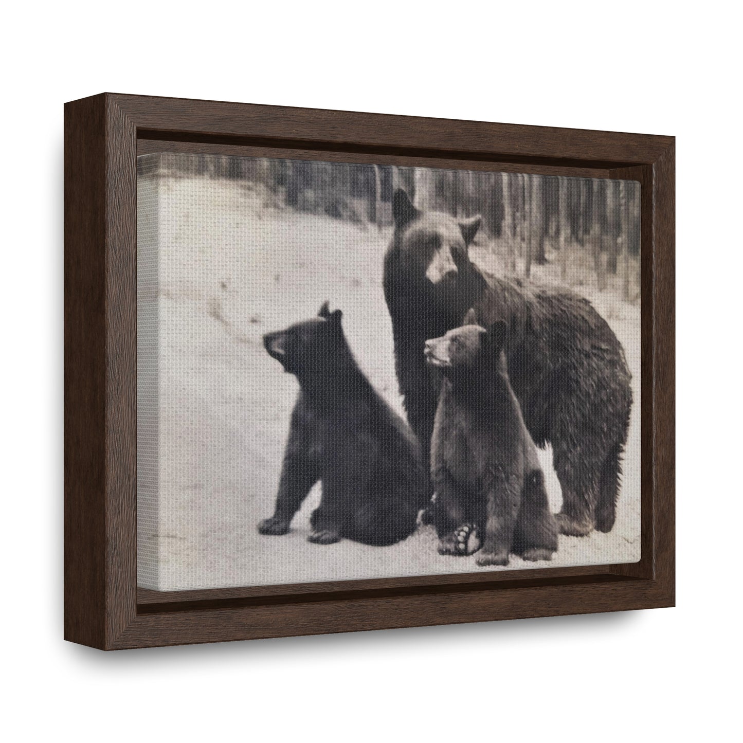 Yellowstone Black Bears Gallery Canvas Wraps, Horizontal Frame