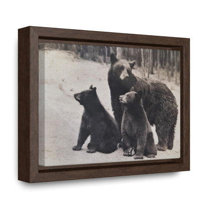 Yellowstone Black Bears Gallery Canvas Wraps