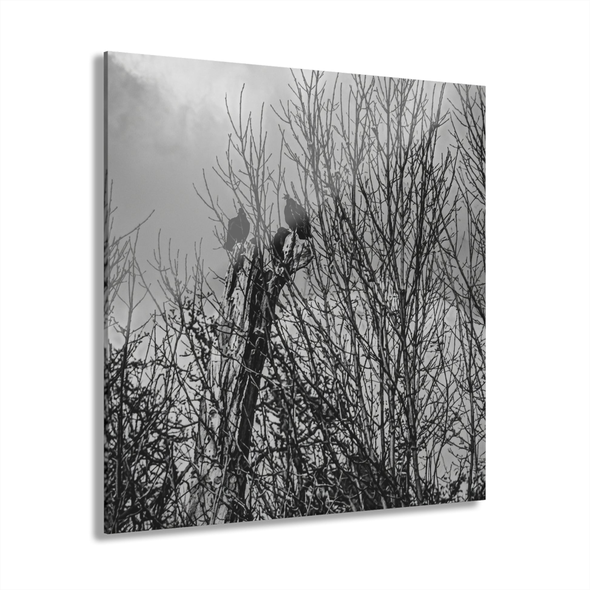Black & White Buzzards in Winter Trees French Cleat Hanging - - Home Decor