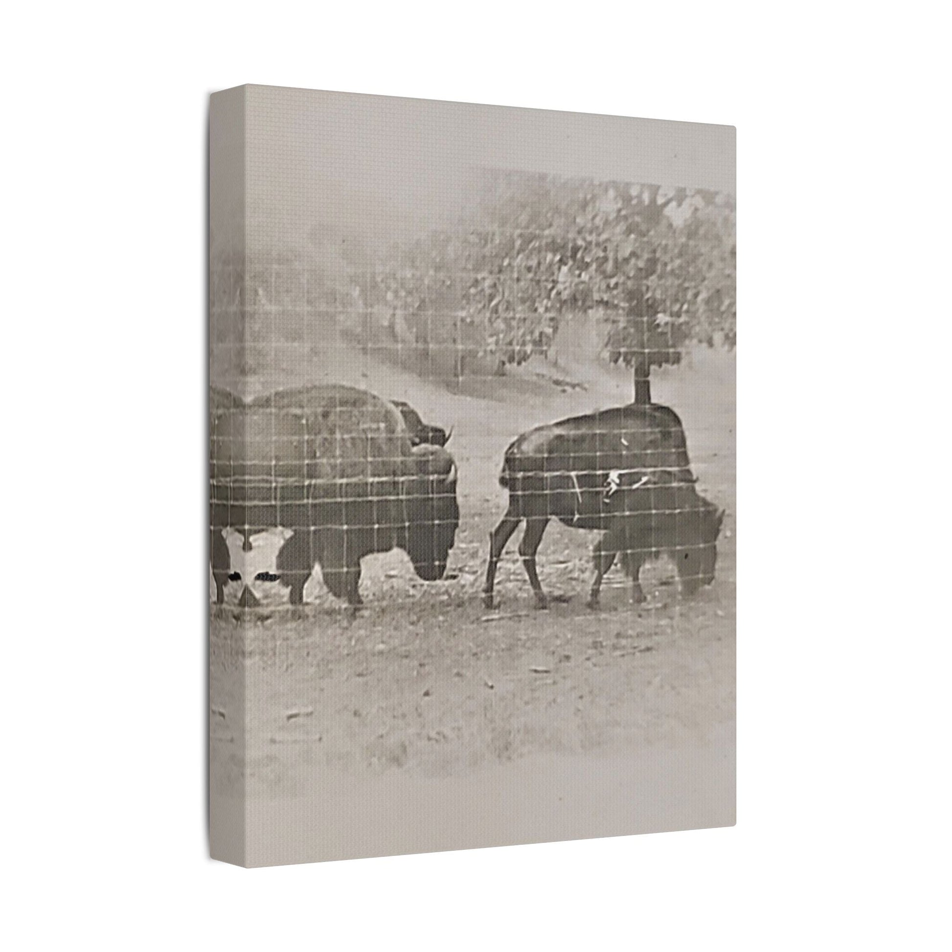 Buffalo at Redwood Falls Satin Canvas Stretched